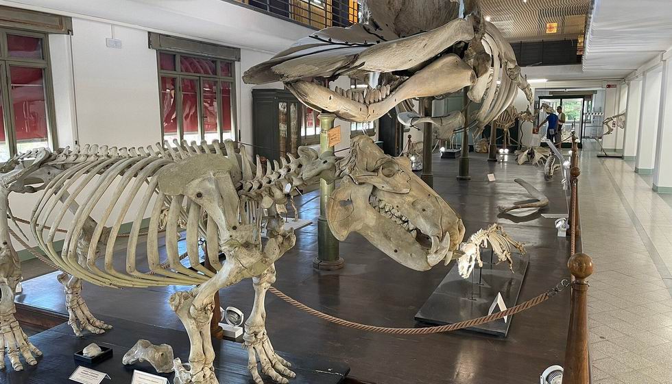 Collezione Di Zoologia di Bologna