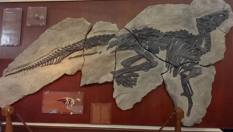 Collezione di Geologia Bologna